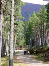 A walk through the Rothiemurchus Forest